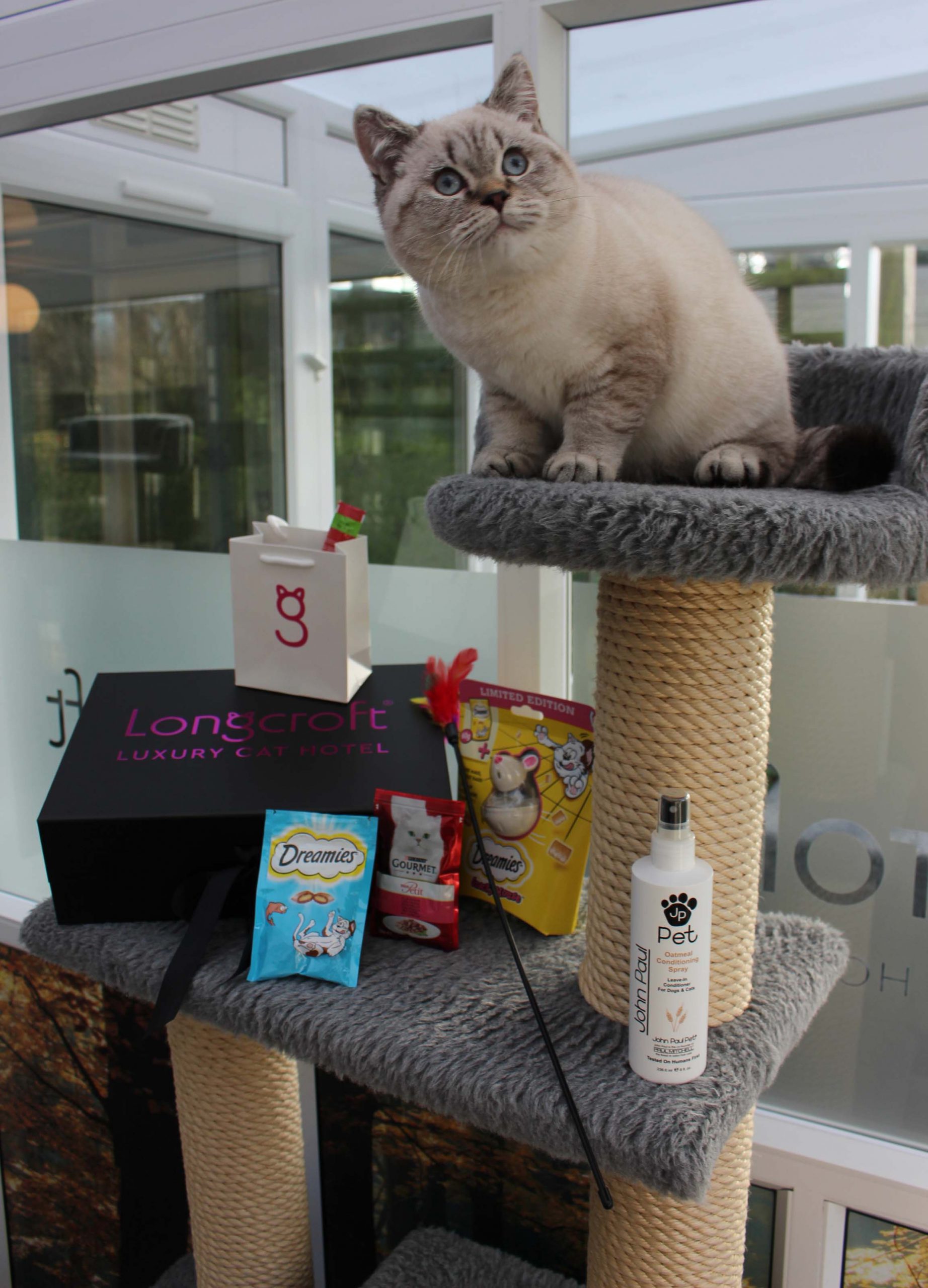 Feline Festive at Longcroft Luxury Cat Hotels