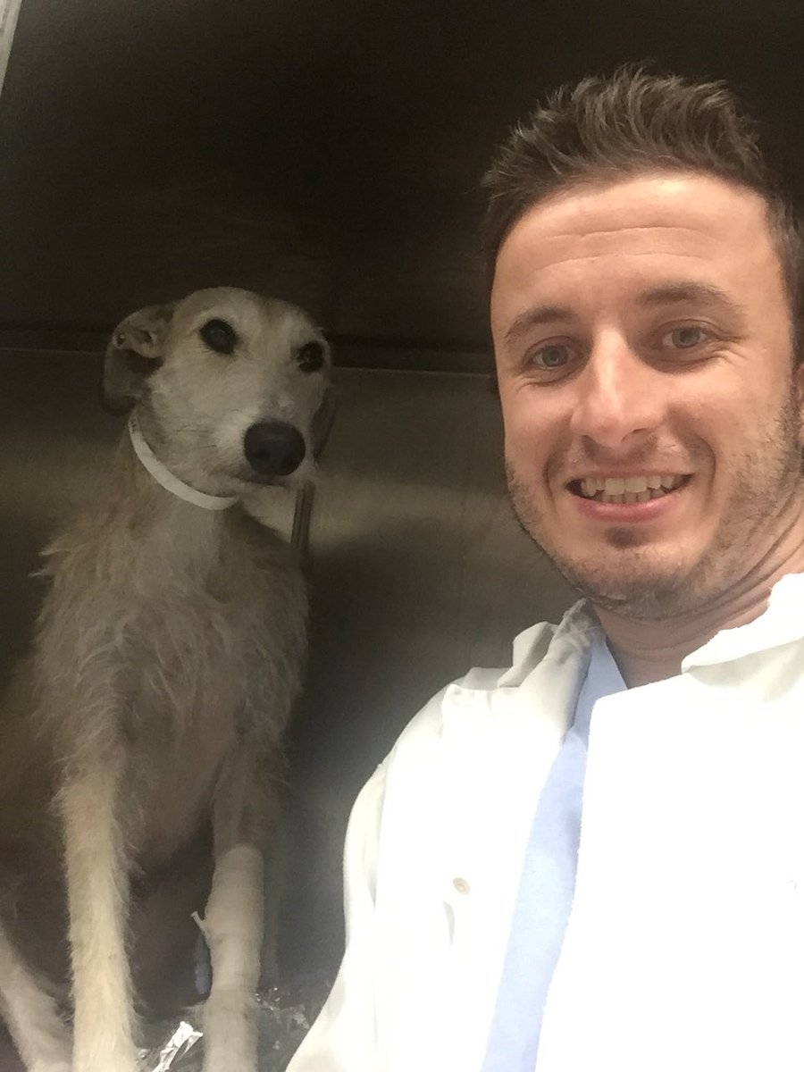 Specialist vets operate free of charge to save disowned lurcher’s broken leg