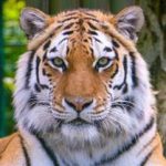 Paradise wildlife park tiger