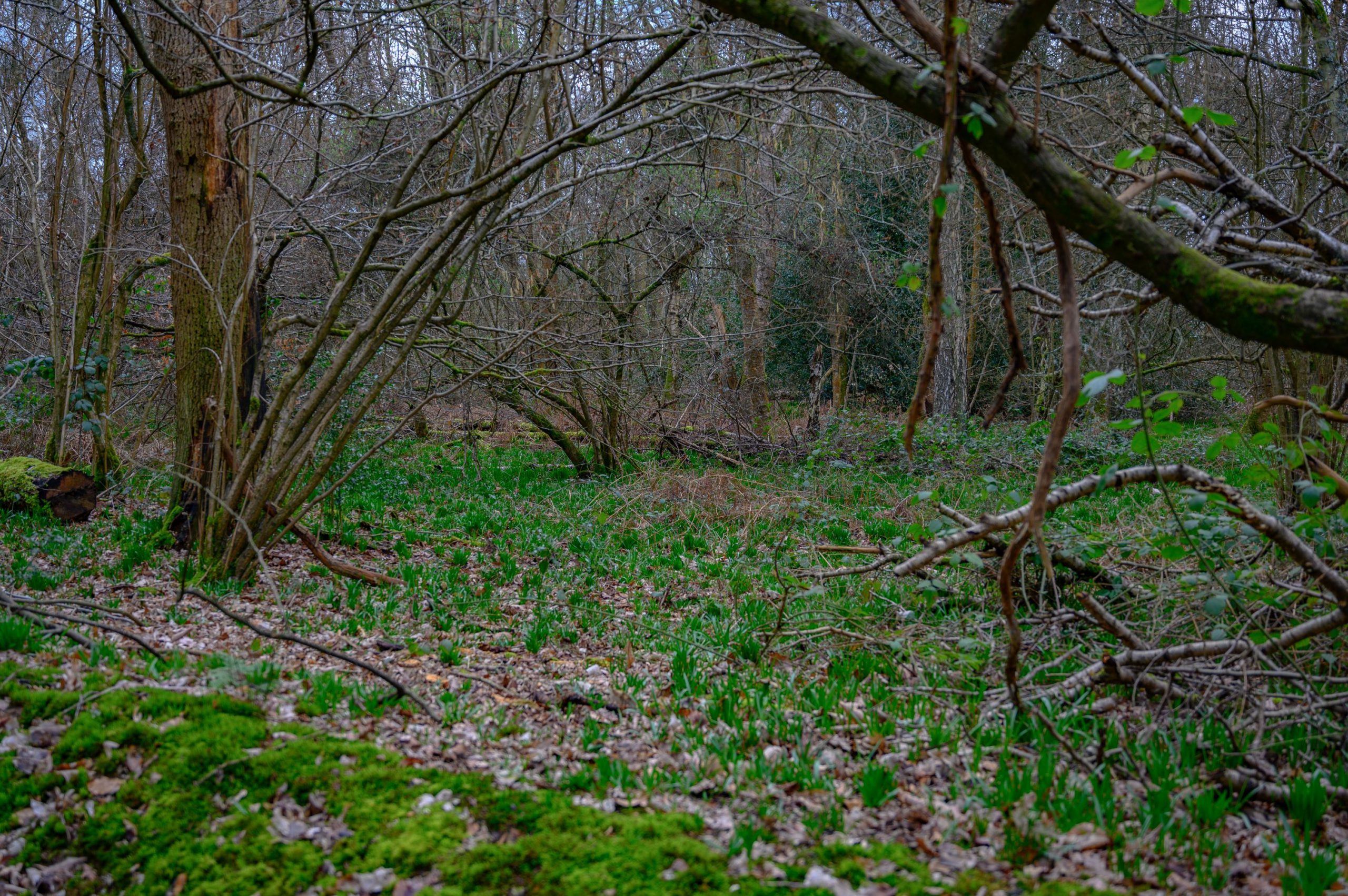 Restoration To Bring Ancient Whippendell Wood Back To Life Underway